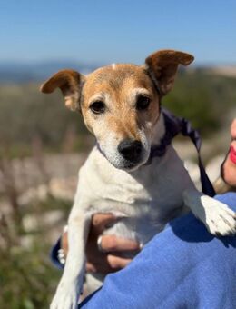 Auri Süße Hundedame sucht ihr 2. Glück - München