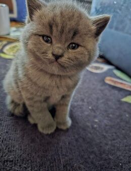 Süße BKH Kitten abzugeben - Hamburg