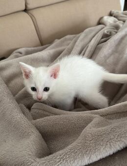 Bkh Ekh Kitten - Detmold