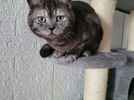 Bkh-Mix Kitten - Berlin Marzahn-Hellersdorf