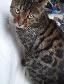 Verschmuster Bengalkater sucht neues Zuhause - Herzogenrath
