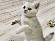 BKH Kitten - Spelle