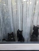 Unsere drei wunderhübchen Kätzchen sind zum Auszug bereit in 50767