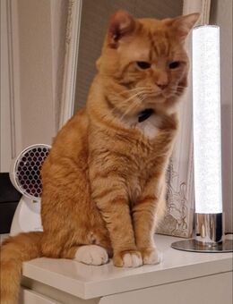 Kater Marco Garfield - Hamburg