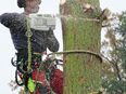 Baumkletterer Baumpflege Fällungen SKT in 23968