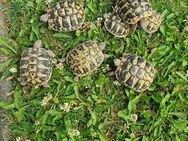 Landschildkröten - Erzhausen