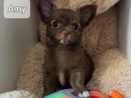 Chihuahua Welpen - Schwedt (Oder)