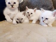 Siam Birma Mix Kitten - Overath