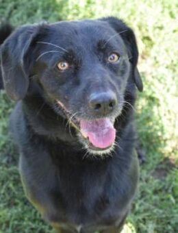 Poldi - ruhiger Senior,sucht Einzelplatz - Lohmar