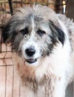 Geduldiges Zuhause für ängstlichen Vito - München