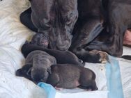Amstaff-Wolfsspitzmischlingswelpen - Eisenberg (Thüringen)