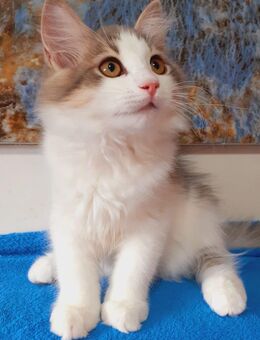 2 Wunderschöne Sibirische Waldkatzen (Katze und Kater) günstig abzugeben. - Mannheim