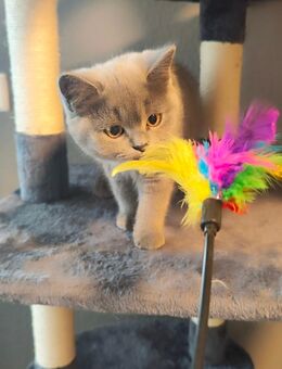 BKH BLH Britisch Kurzhaar Langhaar Katze Blau Lilac Reinrassig - Lenzkirch