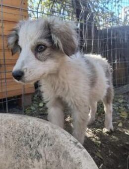 Max 34 cm Nov 25) Pflegestelle - Alpenrod