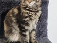 Main coon katze - Marklkofen