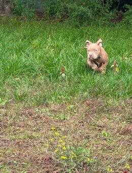 Wunderschöne American Bully Pocket Welpe sucht ein liebevolles Zuhause - Mannheim