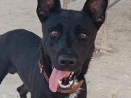 Koda sucht ganz dringend ein Zuhause - Laatzen