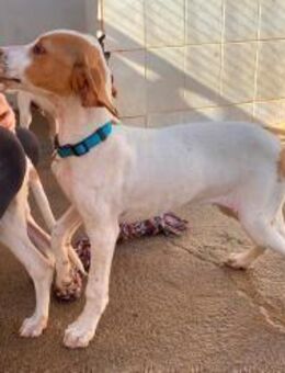 Benito ein junger Rüde sucht das Glück - Lenningen