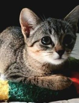 Gilda - Schmusekatze sucht Familie - Bad Camberg