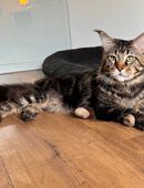 Maine Coon Deckkater mit Stammbaum in 53859