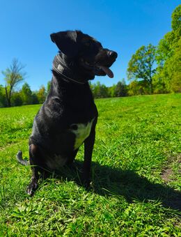 Handicap Junghündin Luna sucht barrierefreis Zuhause - Cottbus