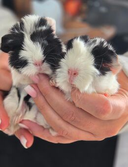 Meerschweinchen Mix Babys - Mosbach