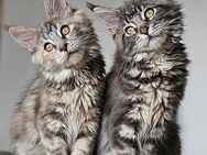 3 wunderschöne Maine Coon-Mädchen auf der Suche nach ihrem Traumzuhause - Landsberg (Lech)