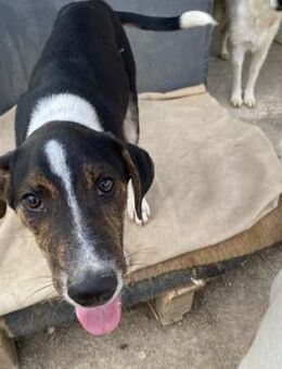 Rex -ein wunderschöner junger Mann - Krefeld