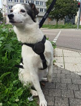 Maia; sucht Ruhe und Sicherheit - Geilenkirchen