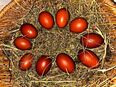 Bruteier Marans in 38889