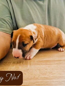 Miniature Bullis - Diepenau