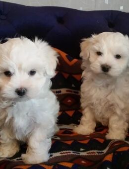 Malteser - Haren (Ems)