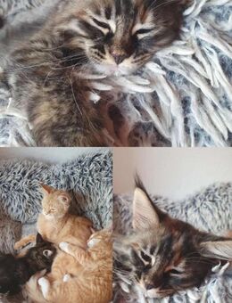 Main Coon Kitten zu verkaufen - Waldkirch
