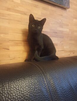 Bengal-BKH-Mix-Kitten - verspielt und bereit, die Welt zu entdecken - Mücheln (Geiseltal)