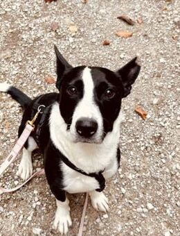 Bütyök, freundlicher Bub, ca. 4 Jahre - Vaterstetten