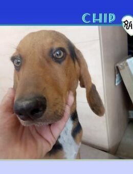 🧡CHIP - ICH MÖCHTE EINE FAMILIE FINDEN - Alfeld (Leine)