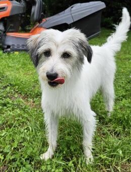 Wuschel:Gute-Laune-Hündin sucht Familie - Leonberg (Baden-Württemberg)