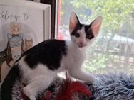 ❣️Katzenbaby Clara und Schönheit Juna❣️ - Eislingen (Fils)