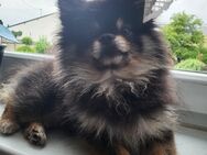 Pomeranian, black tan , Rüde 2 Jahre - Landscheid