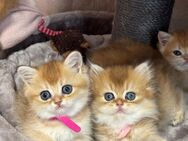 Reinrassige BKH Kitten mit Stammbaum - Speyer