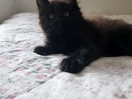 =^..^=Tolle Maine Coon kitten aus seriöser Zucht =^..^= - Bad Berleburg