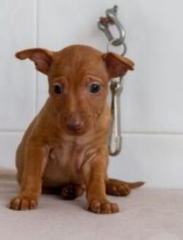 Scooby sucht sein Zuhause - Duisburg
