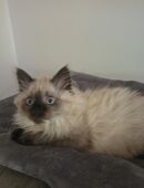 Reinrassige Neva Masquarade Kitten / Katzen in 42109