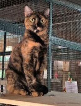 May - sucht ihr liebevolles Zuhause! - Walluf