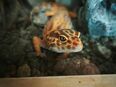 Leopard Gecko Weibchen 2024 in 48159