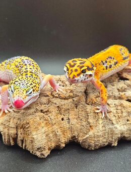 Wunderschöne super zahme Leopardgeckos 2025 - Jüchen