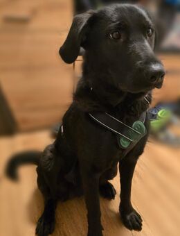 Hazel sucht ihre Menschen... - Hagen (Stadt der FernUniversität)