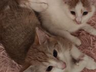 💫 Brüder-Duo 🐱 Ron & Fred ❤️ - Eislingen (Fils)