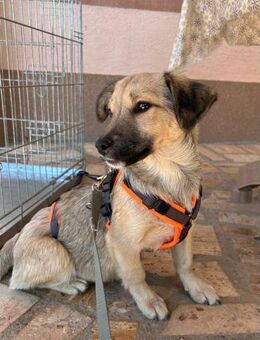 kleine, junge Cleo sucht ihr Zuhause - Köln