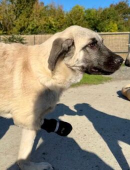 HSH-Mix LULU💖lebensfrohes Hundemädchen - Hamburg